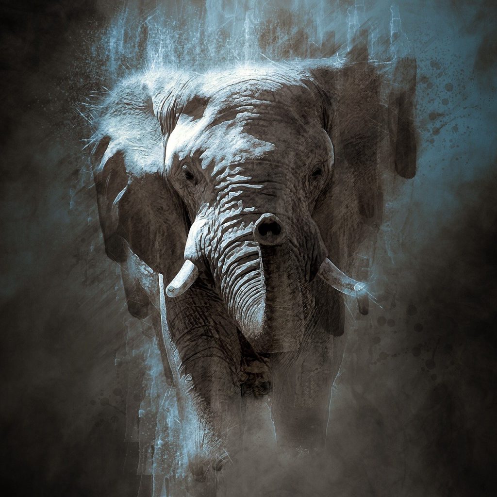 elephant-tusk-namibia-7548949